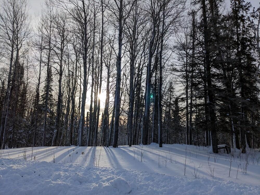 Rustic Woodland Lodge photo 16
