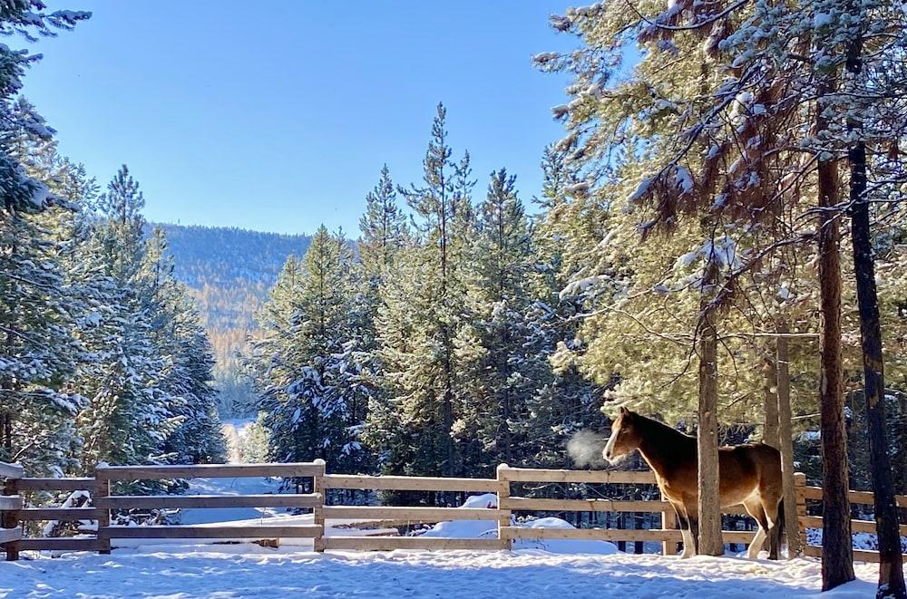 Dream Haven Guest Ranch photo 42