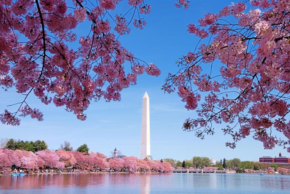 Le Meridien Washington, D.C., The Madison photo 89