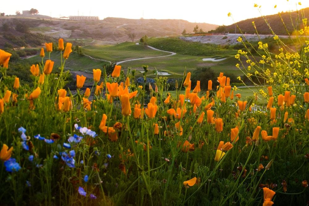 Westin Carlsbad Resort & Spa photo 66
