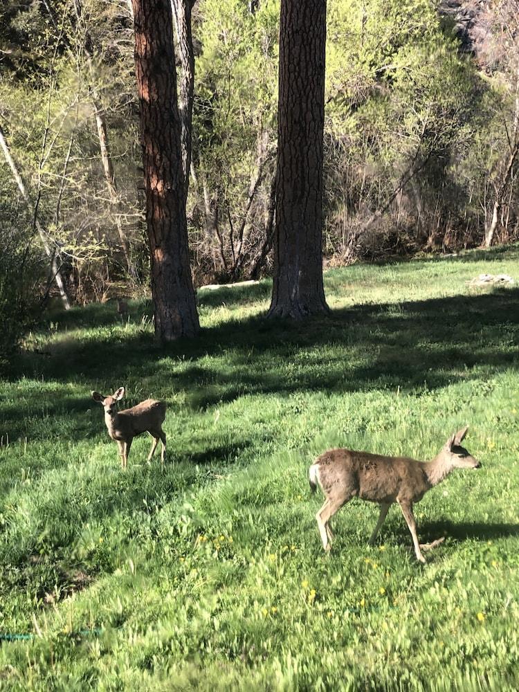 Quiet Mind Lodge Retreat & Spa  Sequoias photo 49