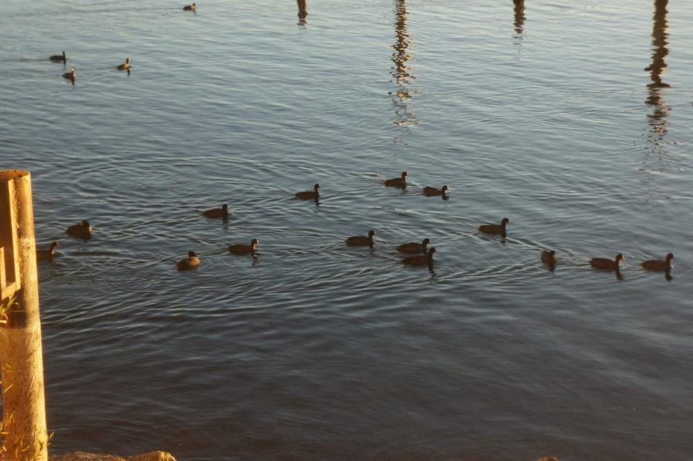 Lake Marina Inn photo 22