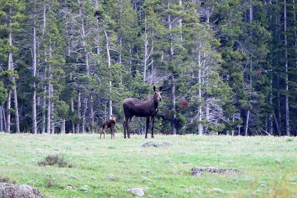 Bear Lodge Resort photo 20