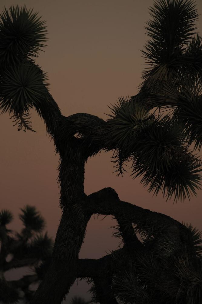 RESET Hotel Joshua Tree photo 3