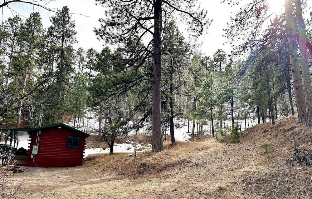 Ponderosa Pines photo 49