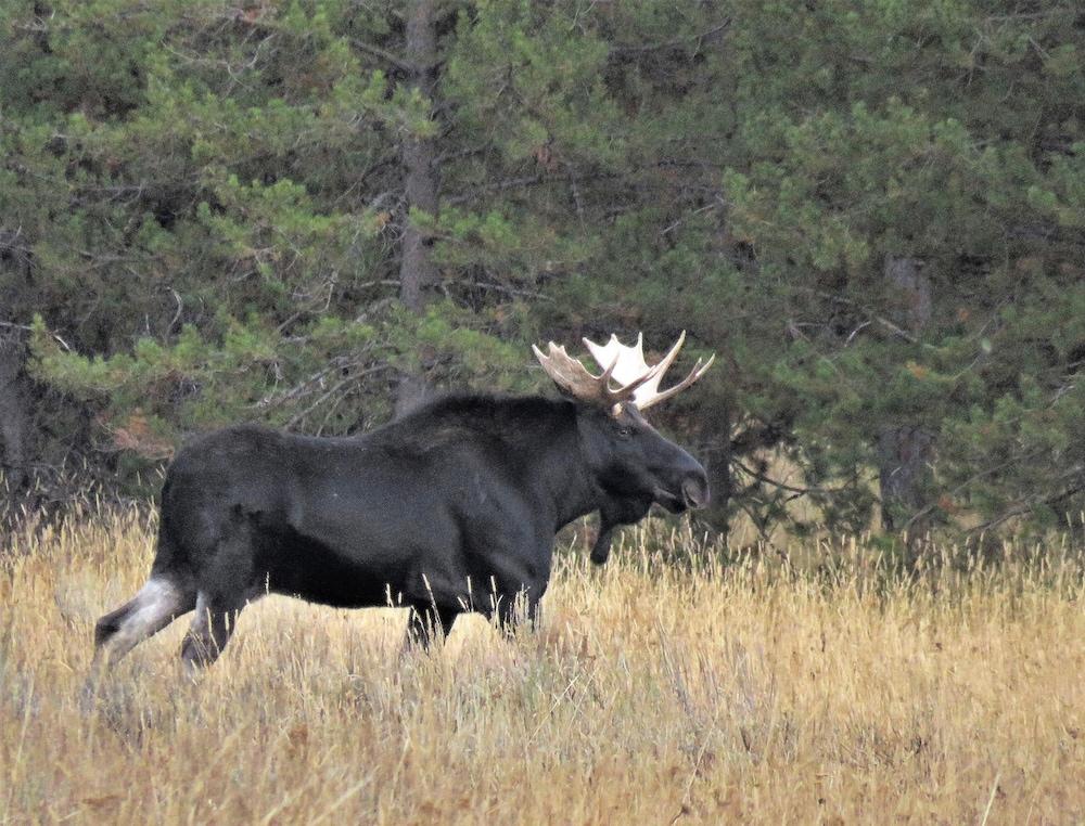 The Hideaway Hostel near Yellowstone photo 17