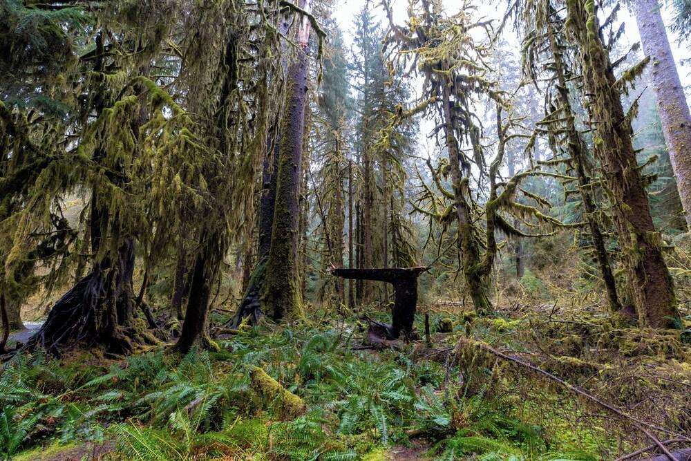 Kalaloch Lodge photo 20