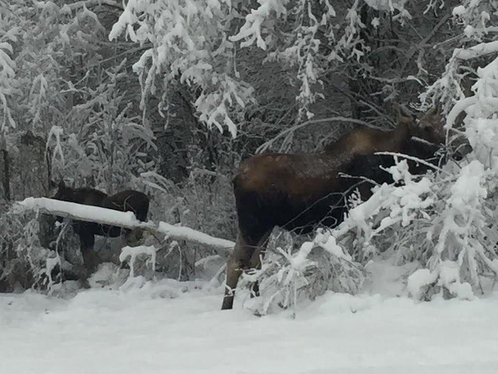 Alaska Grizzly Lodge photo 32
