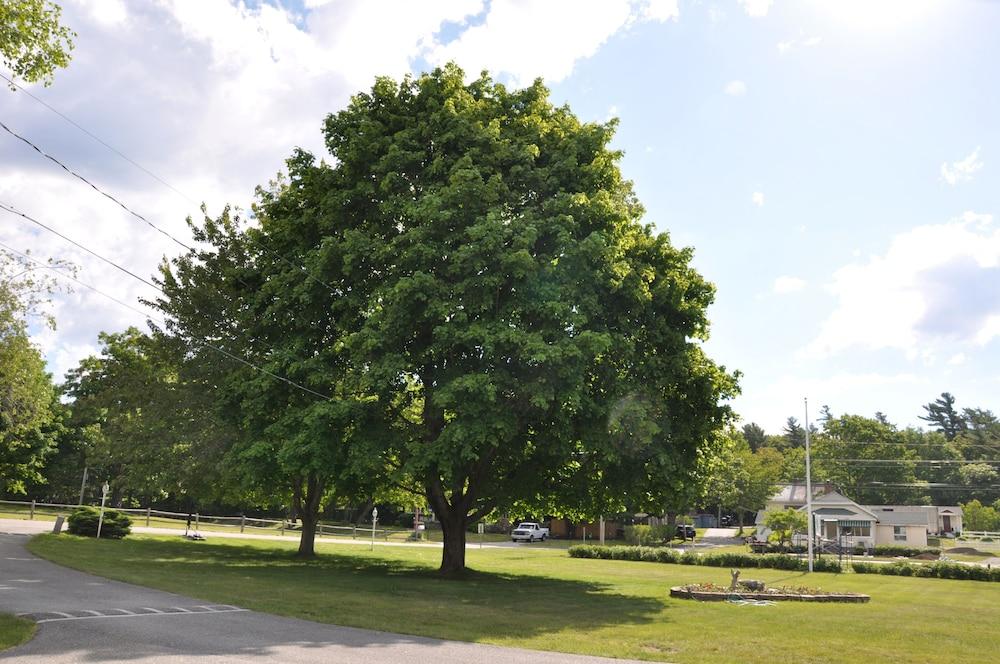 Gallagher's Travels Bar Harbor Motel & Cabins photo 16