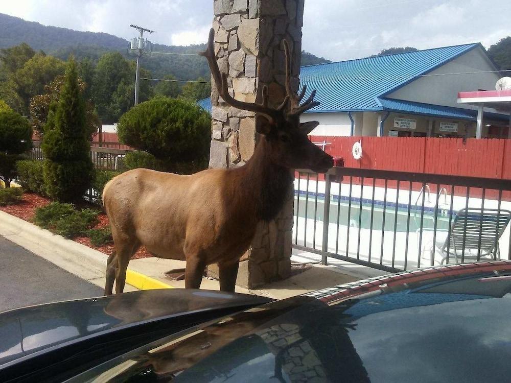 Cherokee Lodge photo 35