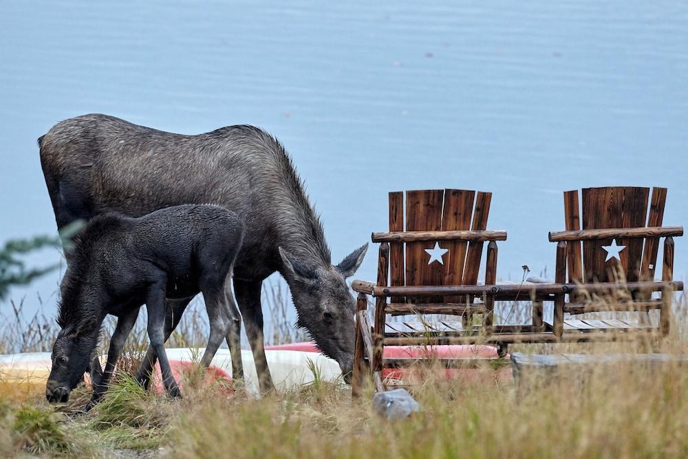 Denali Lakeview Inn photo 31