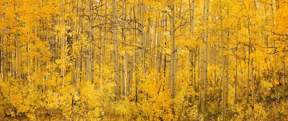 Montage Deer Valley photo 95