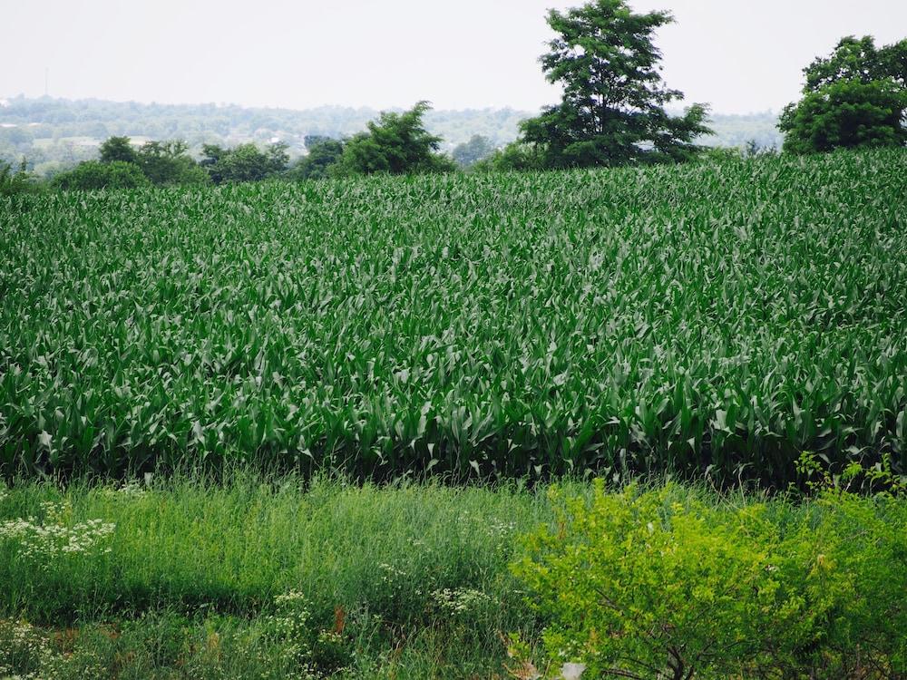 The Danville photo 9