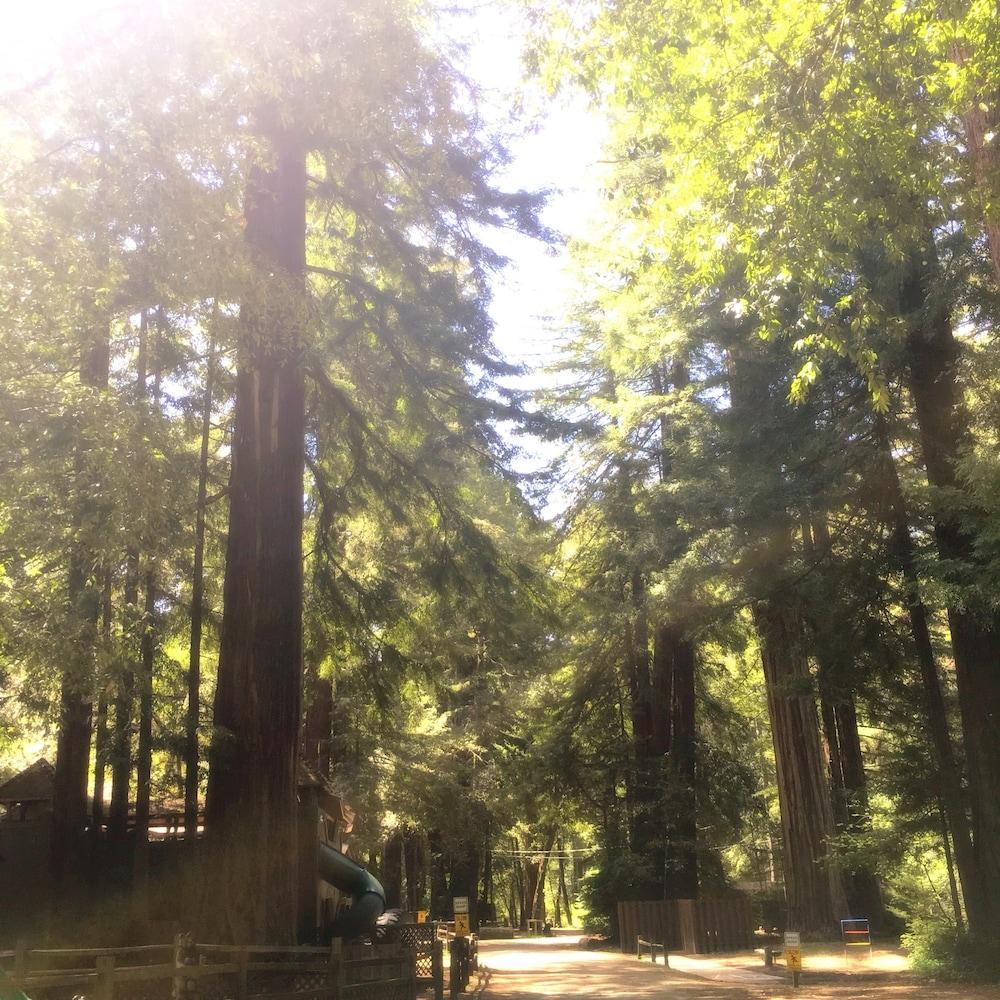 Redwoods River Resort photo 2