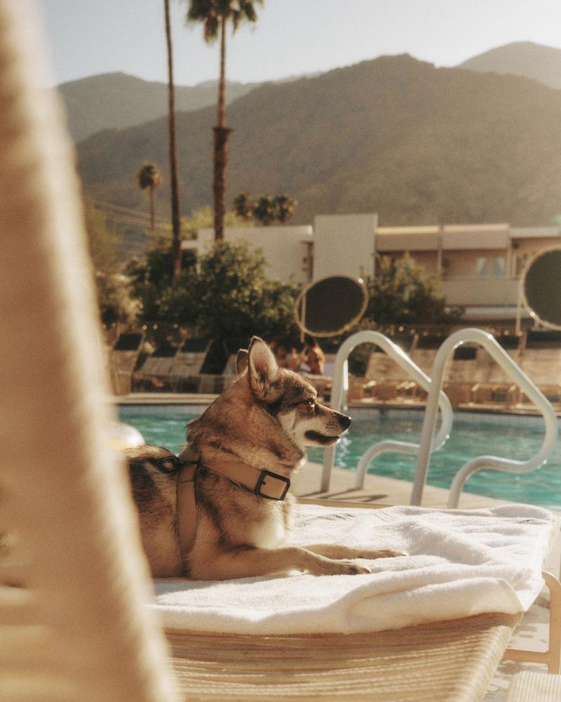 Ace Hotel and Swim Club photo 77