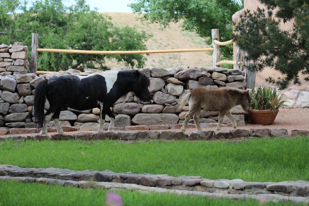 Cibolo Creek Ranch And Resort photo 23