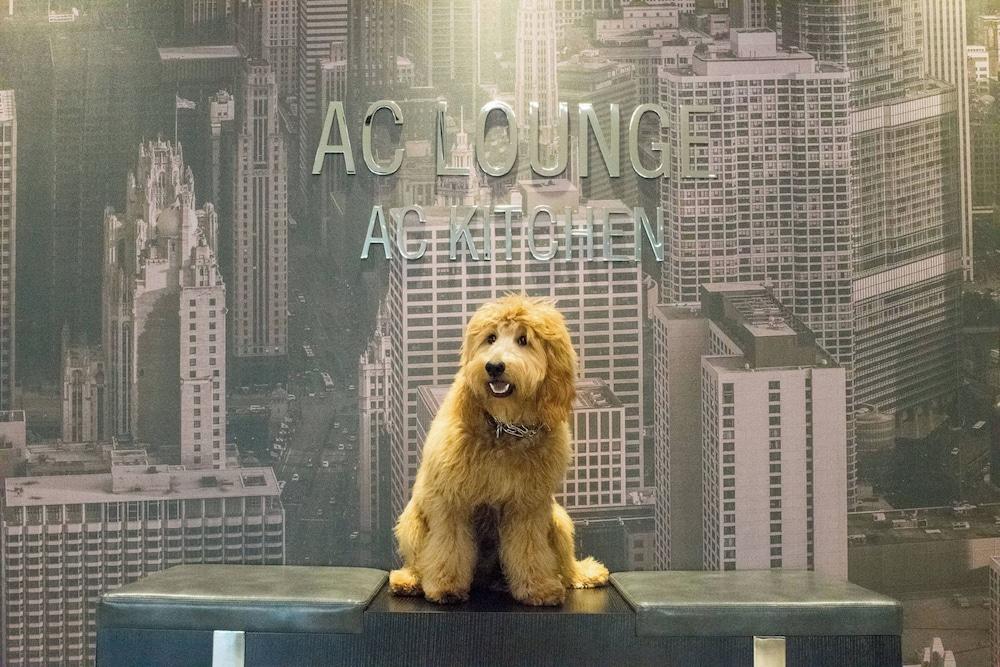 AC Hotels by Marriott Chicago Downtown photo 22