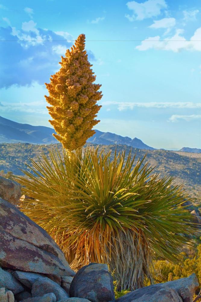 Hyatt Vacation Club at Desert Oasis photo 24