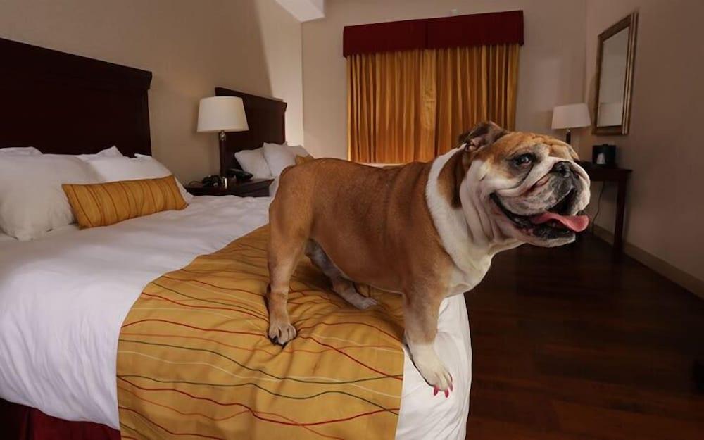 Wind River Hotel and Casino photo 9