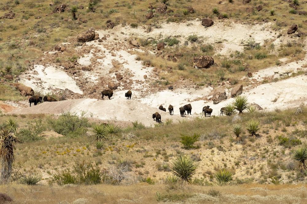 Cibolo Creek Ranch And Resort photo 11