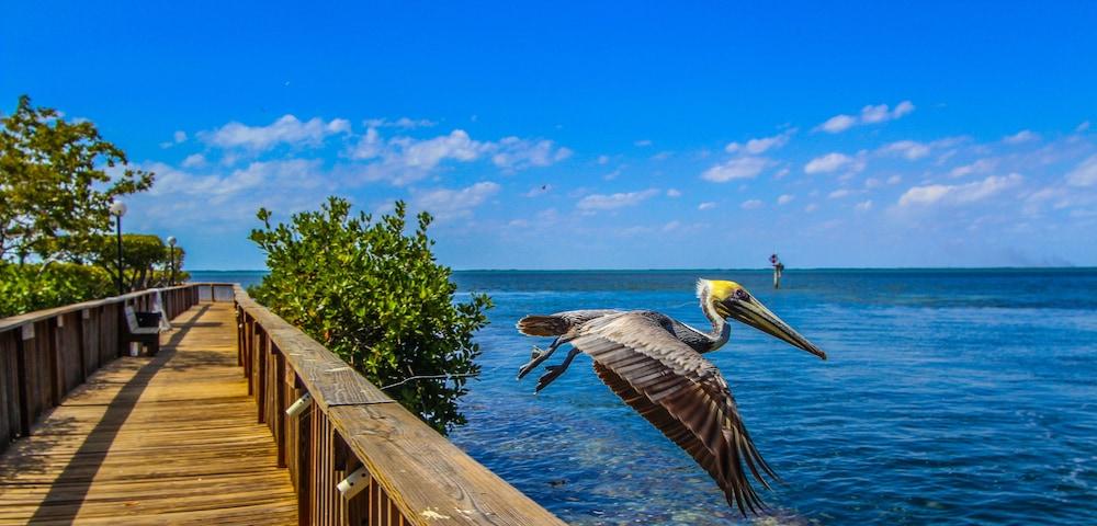 Florida Bay Club photo 3