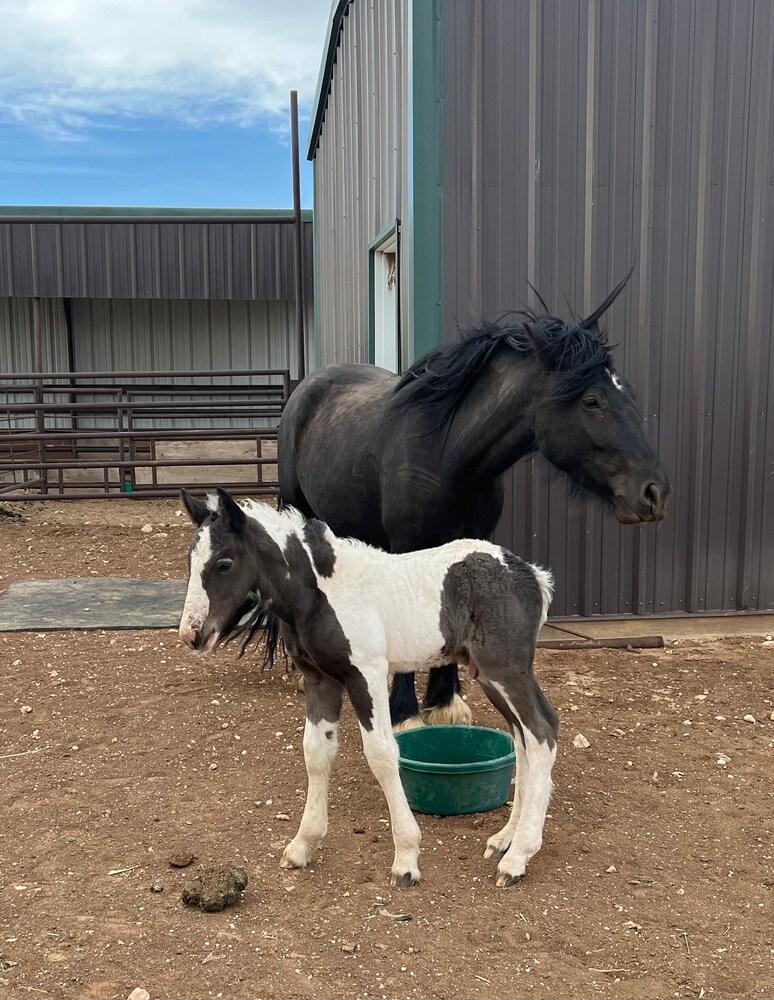 Teepee Lodge with Equus & Firearms/ranch photo 30