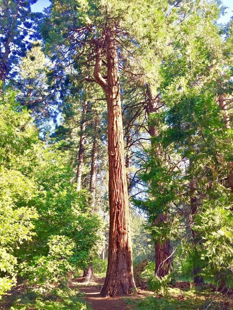 Club Tahoe photo 20