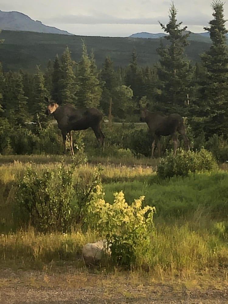 Denali Park Hotel photo 33