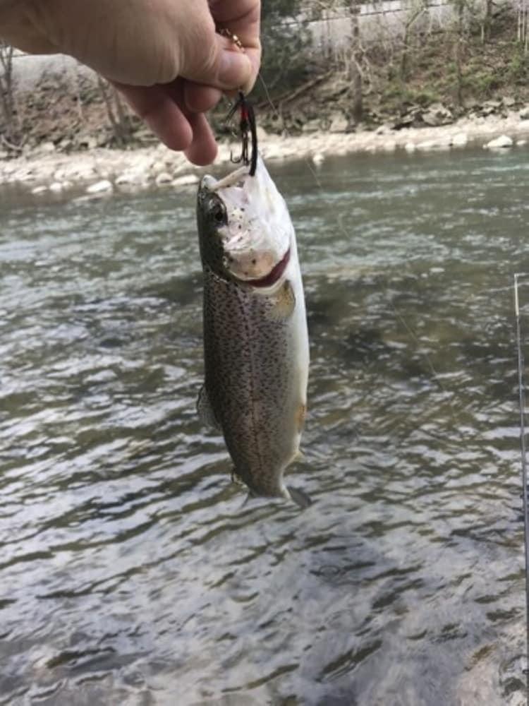 Fox Run Resort photo 18