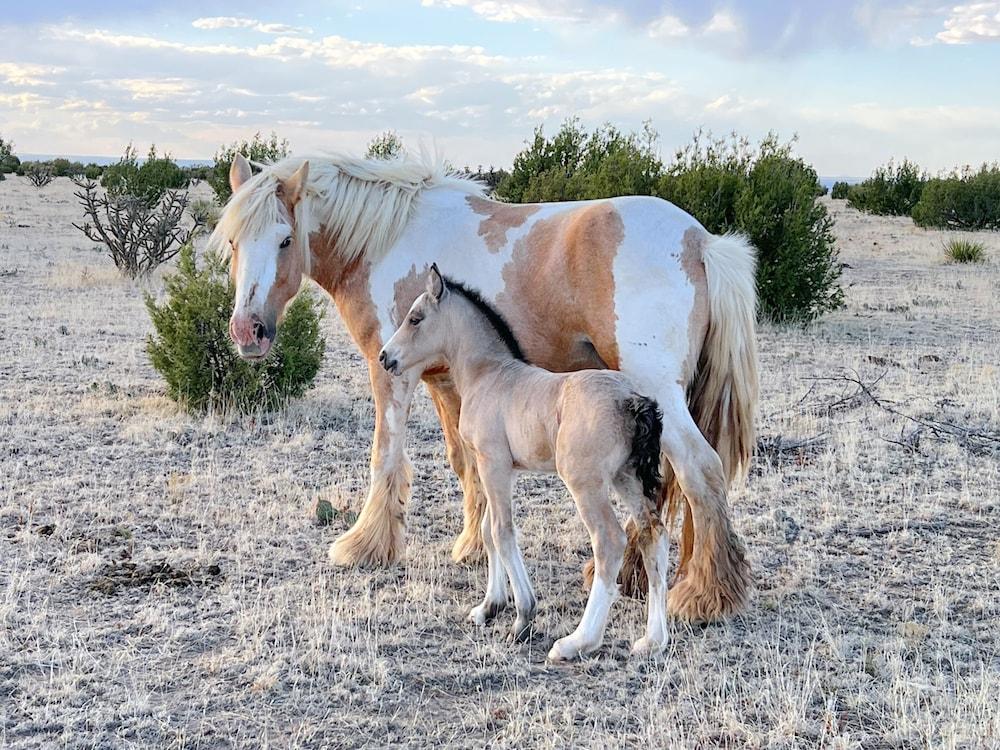 Teepee Lodge with Equus & Firearms/ranch photo 57