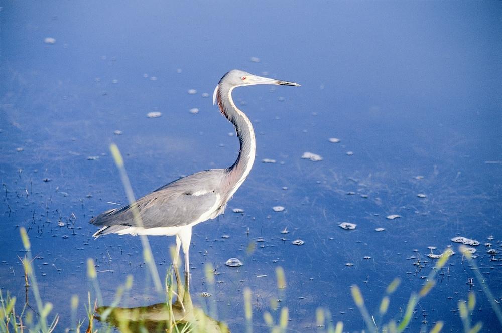Steinhatchee River Inn photo 69