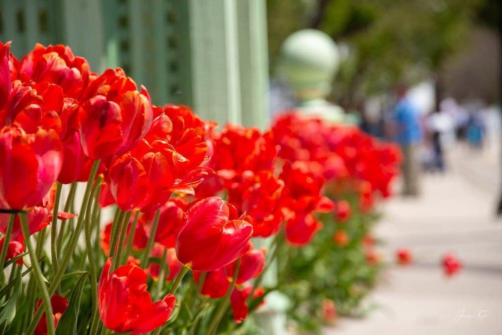 Inn on Mackinac photo 12