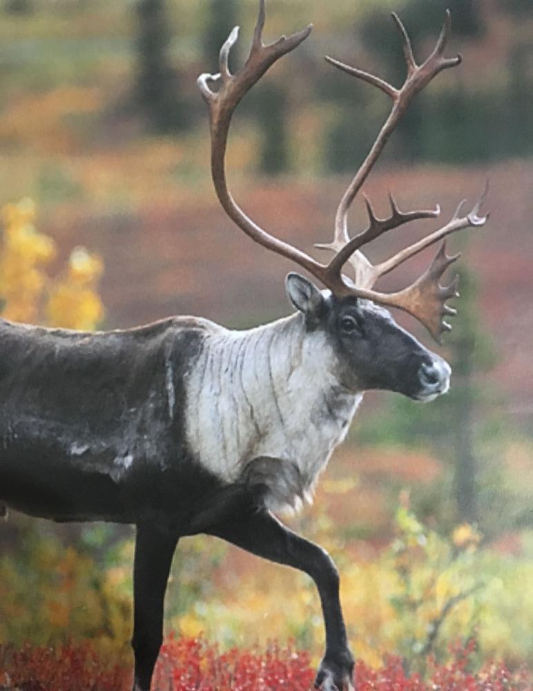 Wood River Lodge photo 17
