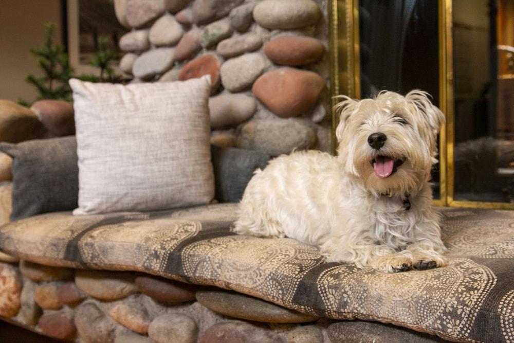 Aspen Mountain Lodge photo 47