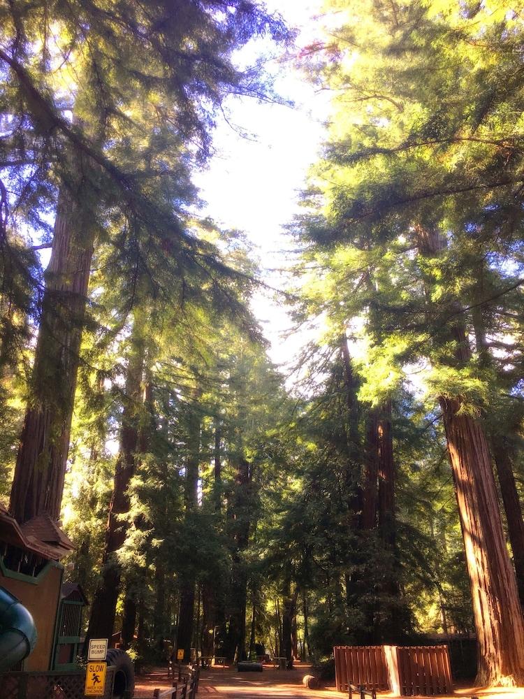 Redwoods River Resort photo 58