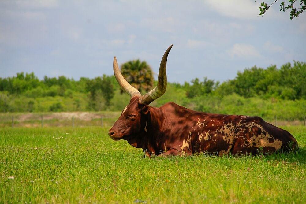 Westgate River Ranch Resort & Rodeo photo 99