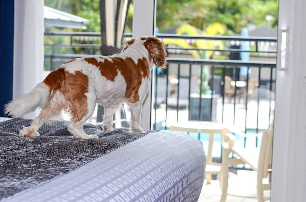 Hollander Boutique Hotel photo 70