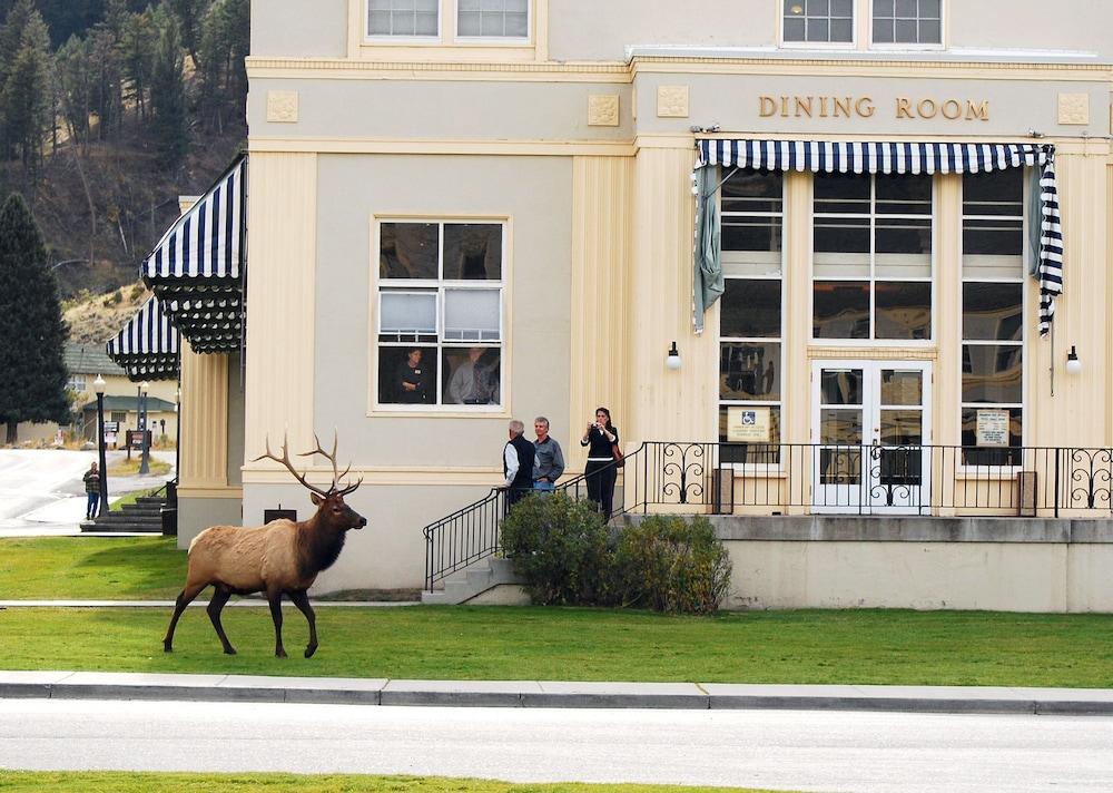 Mammoth Hot Springs & Cabins - Inside the Park photo 9