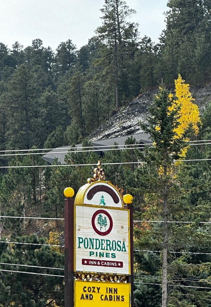 Ponderosa Pines photo 45