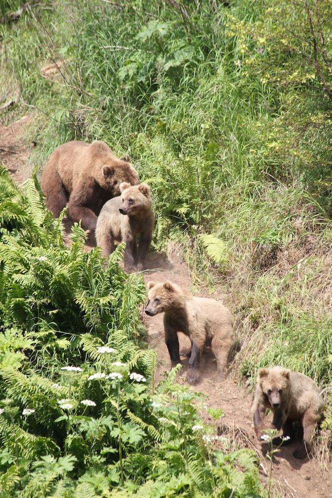 Great Alaska Adventures Lodge photo 25