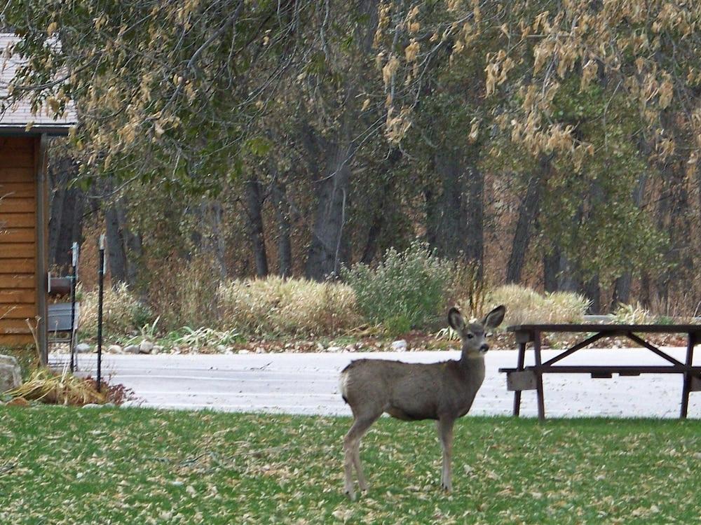 Canyon Lake Resort photo 42