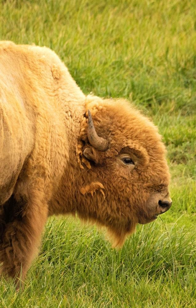 Zion White Bison photo 13