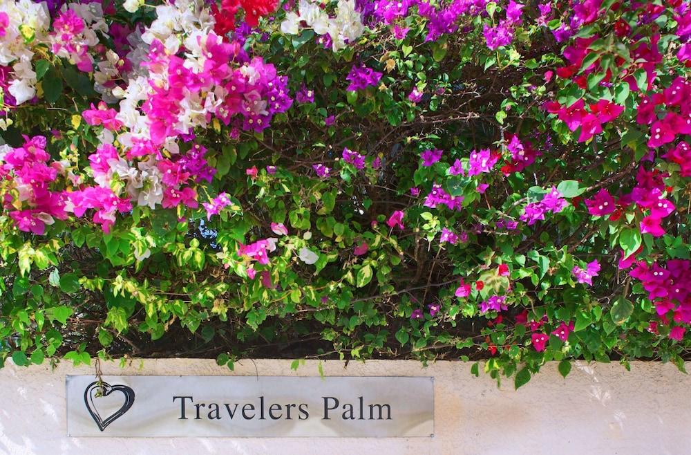 Travelers Palm photo 15