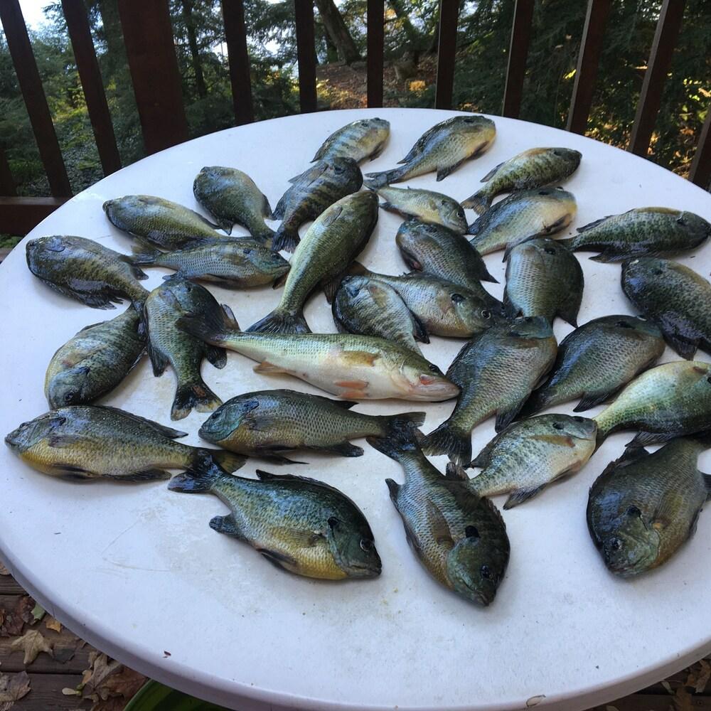 Dixon Lake Resort photo 54