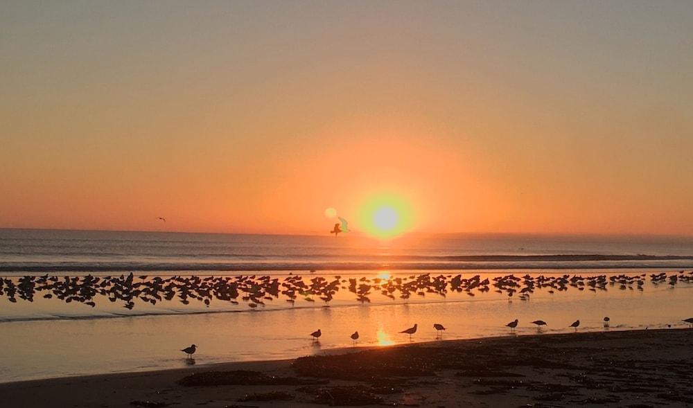 Organic Beach Retreat photo 35