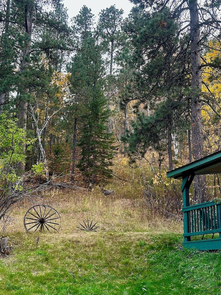 Ponderosa Pines photo 50