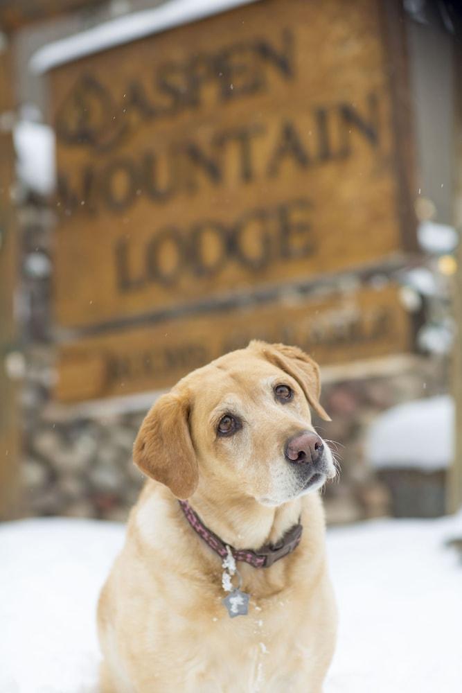 Aspen Mountain Lodge photo 44