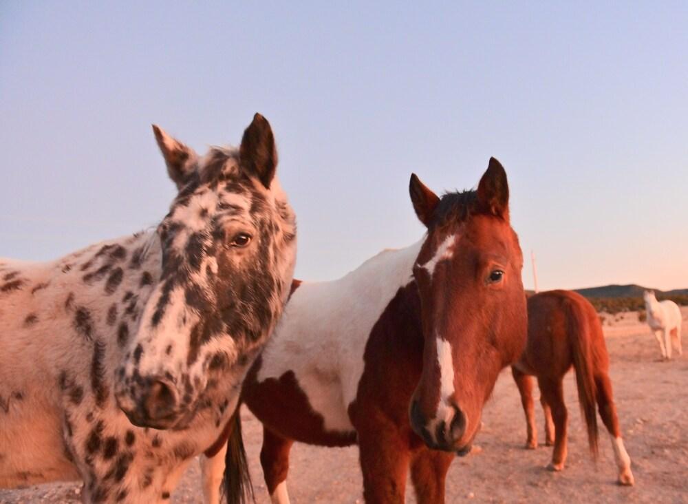 Teepee Lodge with Equus & Firearms/ranch photo 48