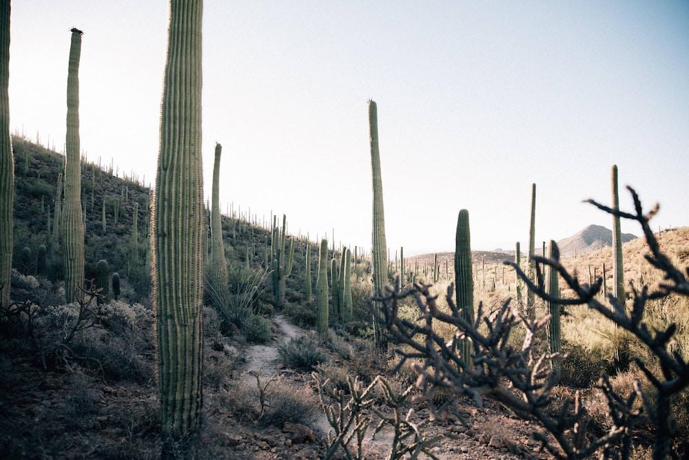 JW Marriott Starr Pass Resort and Spa photo 37