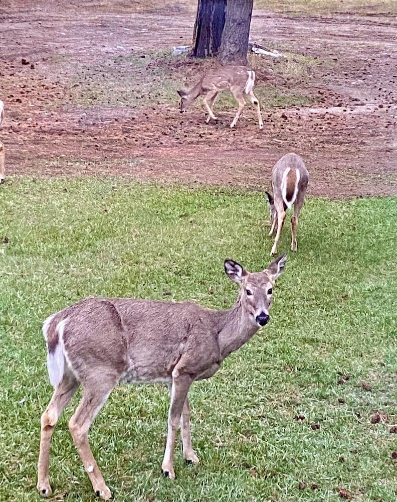 Dream Haven Guest Ranch photo 49